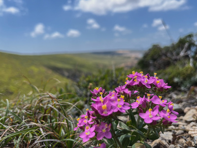 Cascais flowers.
